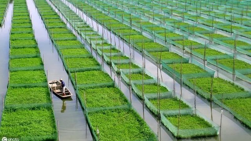 云南果树种植技术培训学校哪家强？关键要素揭秘**