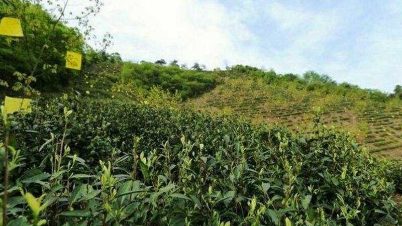农产品配送：如何确保新鲜与安全**