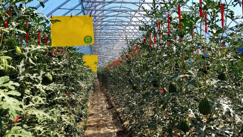 种植补贴申请，这些条件与流程你了解吗？**