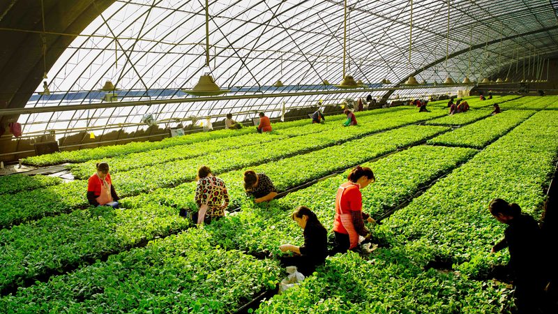 有机蔬菜批发价格如何查询？揭秘行业秘诀