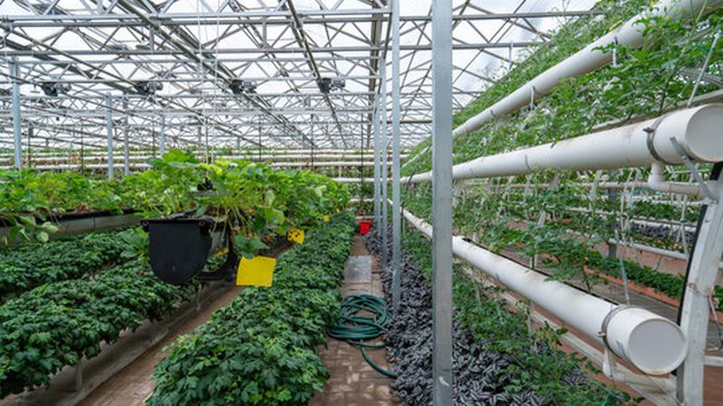 有机蔬菜与有机水果：营养成分的奥秘对比