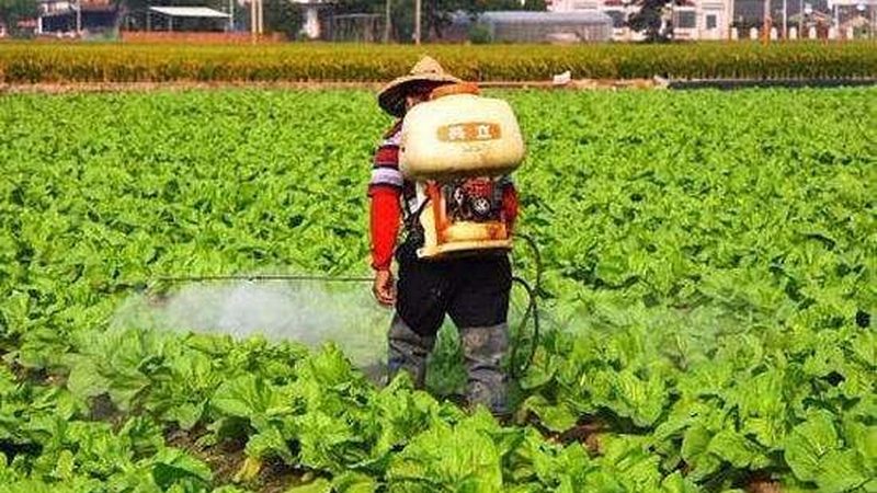 有机蔬菜与有机水果：种类解析与区别要点