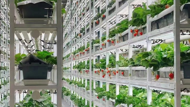 绿色食品包装定制：规格参数揭秘